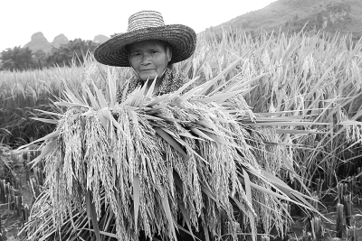 大暑时节不误农时