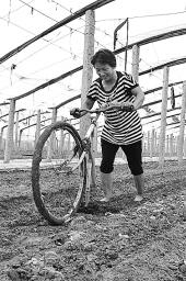 大暑时节不误农时