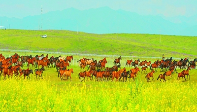 新疆维吾尔自治区昭苏县形成“全域旅游”大格局