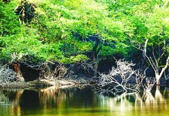 听见森林的心跳——钱江源国家公园体制试点区掠影