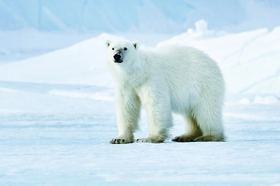 极地旅游：“可持续”比“高端”更有意义