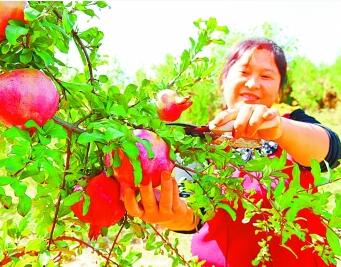 丹江口库区的绿色传奇——河南省淅川县脱贫攻坚见闻