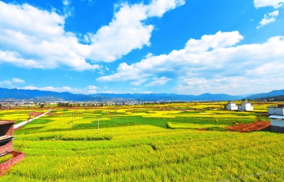 4万多亩油菜花迎春绽放