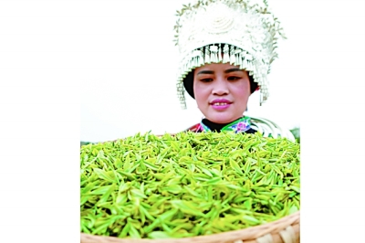 春分过后采茶忙