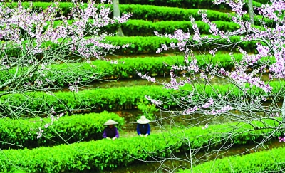 春分过后采茶忙
