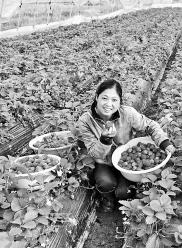 “草莓经济”富农家