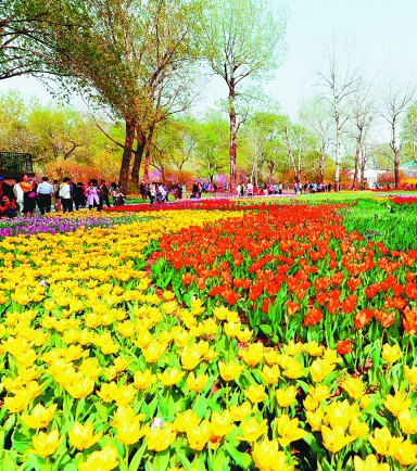 北京植物园郁金香绽放