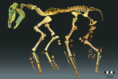 一具2300年前的马骨是如何复原的