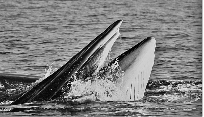 广西涠洲岛海域发现我国大陆首例近海岸大型鲸群