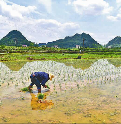 山区农民插秧忙
