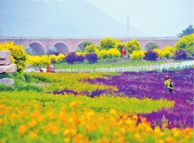 北京七孔桥花海引游客赏花