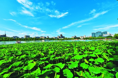 莲花池公园荷花竞相绽放