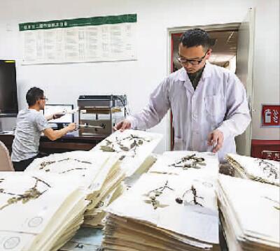 中国数字植物标本馆标本数量超600万