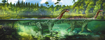 贵州茅台镇发现大规模蜥脚类恐龙足迹群