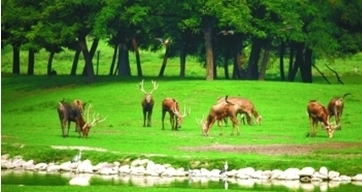 重回故园 种群复壮 麋鹿保护引关注