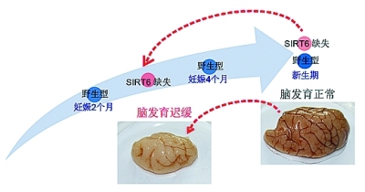 影响小鼠寿命的基因也会影响人吗 我科学家：差异非常大