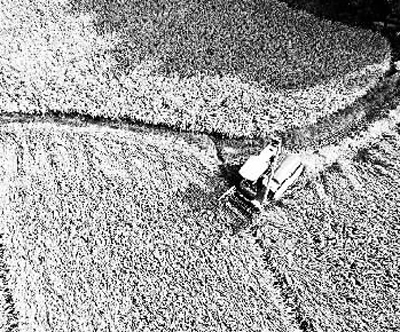 江西九江：驾驶农机收割中稻
