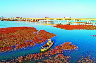 胶州湾入海口：碱蓬草蔚为壮观
