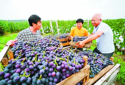 着力提高新时代党的建设质量