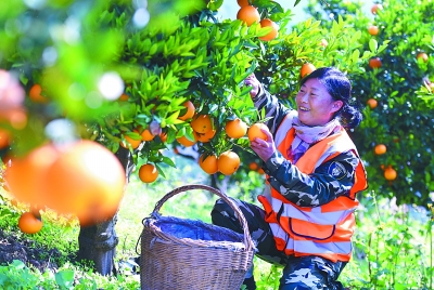 农民心中的乡村振兴——实施乡村振兴战略一周年调查与思考