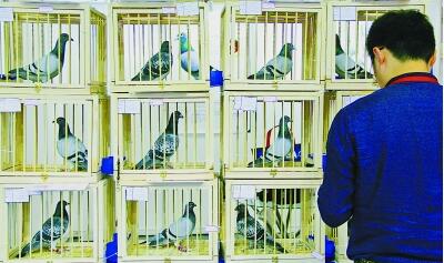 第二届德国信鸽文化博览会在南京国际博览中心举行
