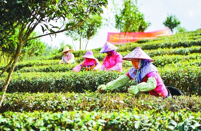 茶农采摘今年第一批“早春茶”