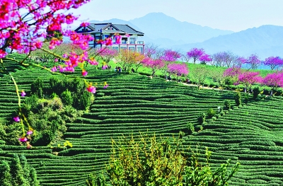 福建漳平：樱花与茶园共美