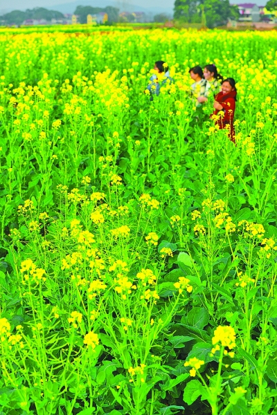 [四季中国]江南泰和春来早（图）