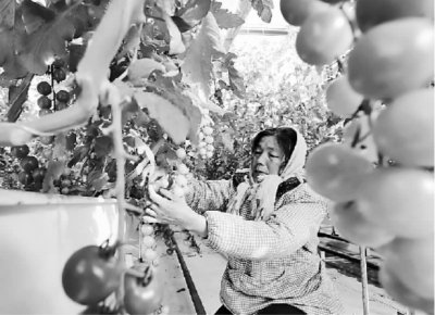 加快现代农业产业园建设