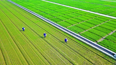 早春时节 农民在田里施肥
