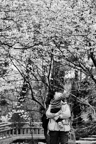 南京中山植物园樱花盛开