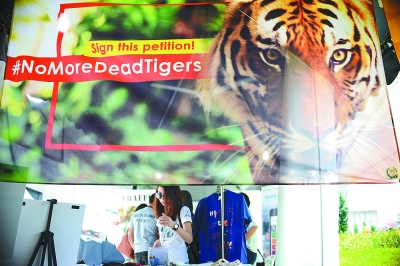 马来西亚将加强打击偷猎马来虎行为