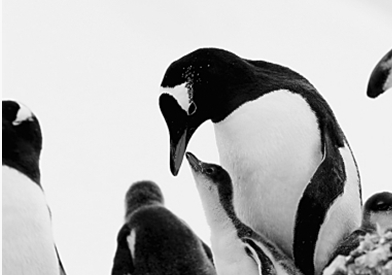 保护南极，不只是科学家的事