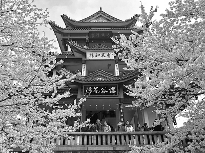 樱花绚烂游人醉