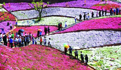 [四季中国]五月的花海（图）