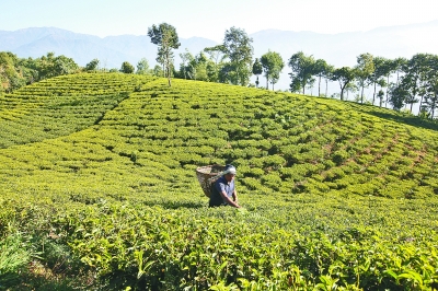茗香亚洲 茶韵绵长
