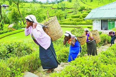 茗香亚洲 茶韵绵长