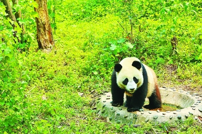 中俄“熊猫外交”谱新篇