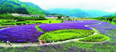 游客在仙居县神仙居景区赏花拍照