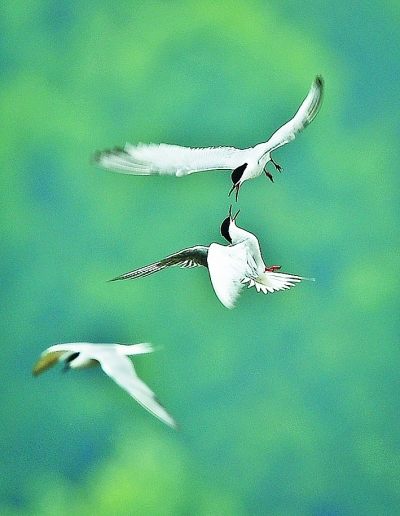鹤舞鹿鸣，人与自然美美与共