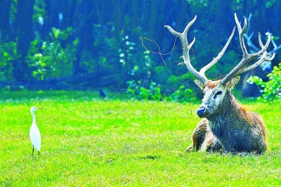 鹤舞鹿鸣，人与自然美美与共