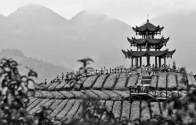 山区茶园醉游人