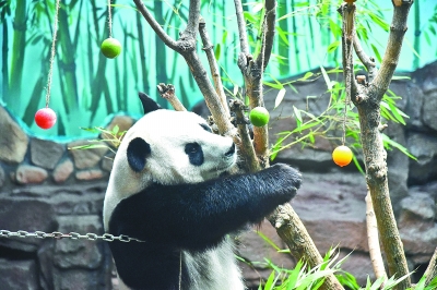 大熊猫：空调房里乐享清凉一夏