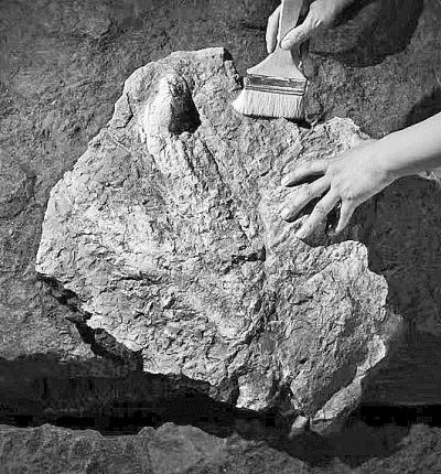 古生物学家发现亚洲首例霸王龙足迹