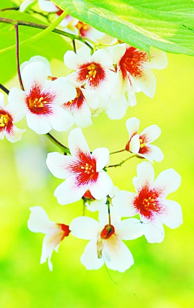 光明日报生态文明版：桐花半亩