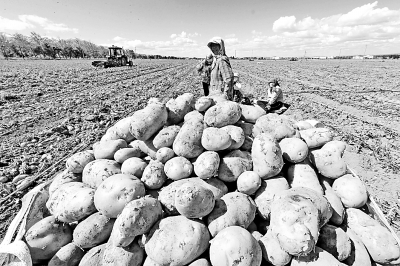 新疆哈密马铃薯丰收