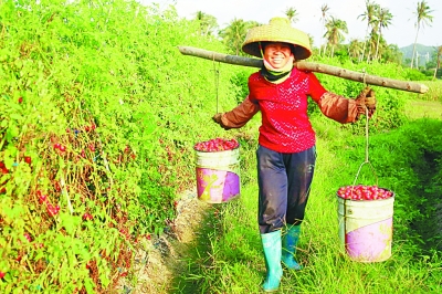 文化传承与产业发展双丰收——中国农民丰收节举办一周年回望