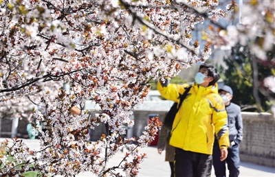 北京市民来到明城墙遗址公园赏花