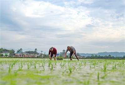 四川省广安市岳池县临溪镇龙滩子村村民在田间栽插秧苗