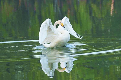 生活在城市里的野生动物们过得好吗